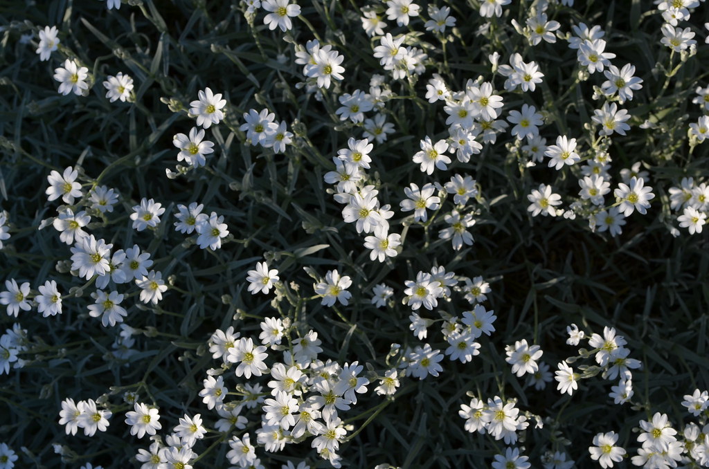 Weiße Blumen am Wegesrand. Asteraceae rambarock Flickr