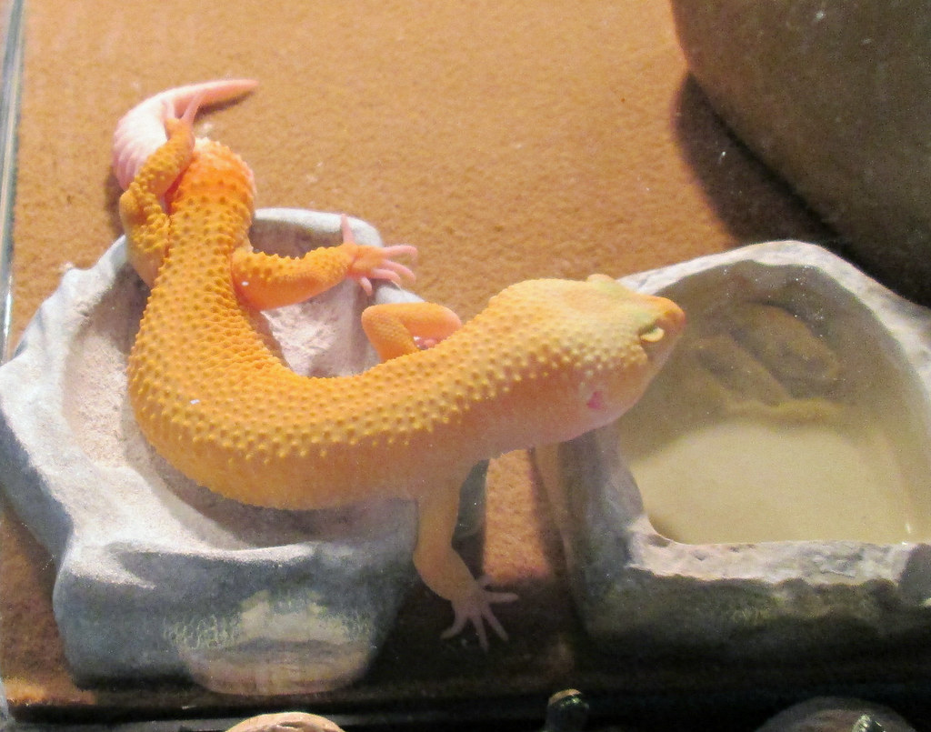 Ziggy the Leopard Gecko Sleeping in his Food Dish Our leop… Flickr