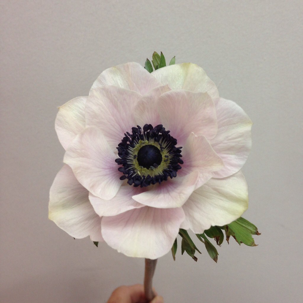 Anemone Mariane Panda White with black center Flickr