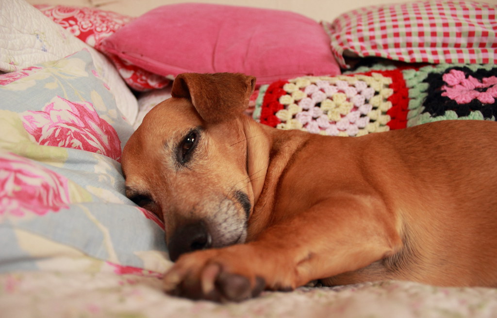 Scooby doo My Dachshund ( sausage dog )cross Jack Russell … Flickr