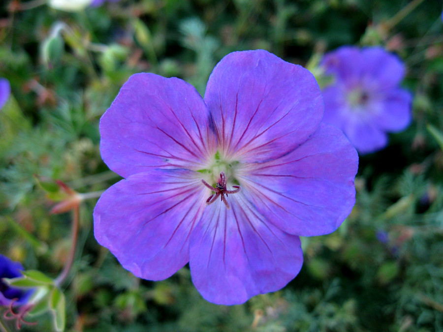 Blue Flower Denver Botanic Garden, Colorado LuckyMcEskers Flickr