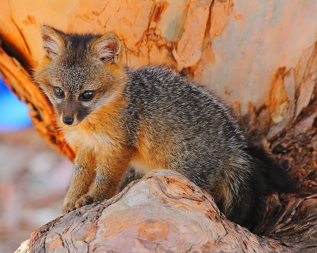 IMG_0760 Santa Cruz Island Fox Pup, Channel Islands Nation… Flickr