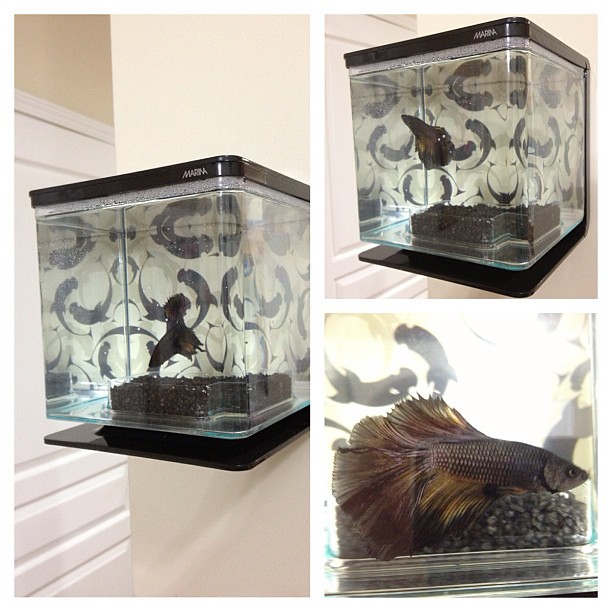 My betta fish tank, blacked out and wall mounted!! marina… Flickr