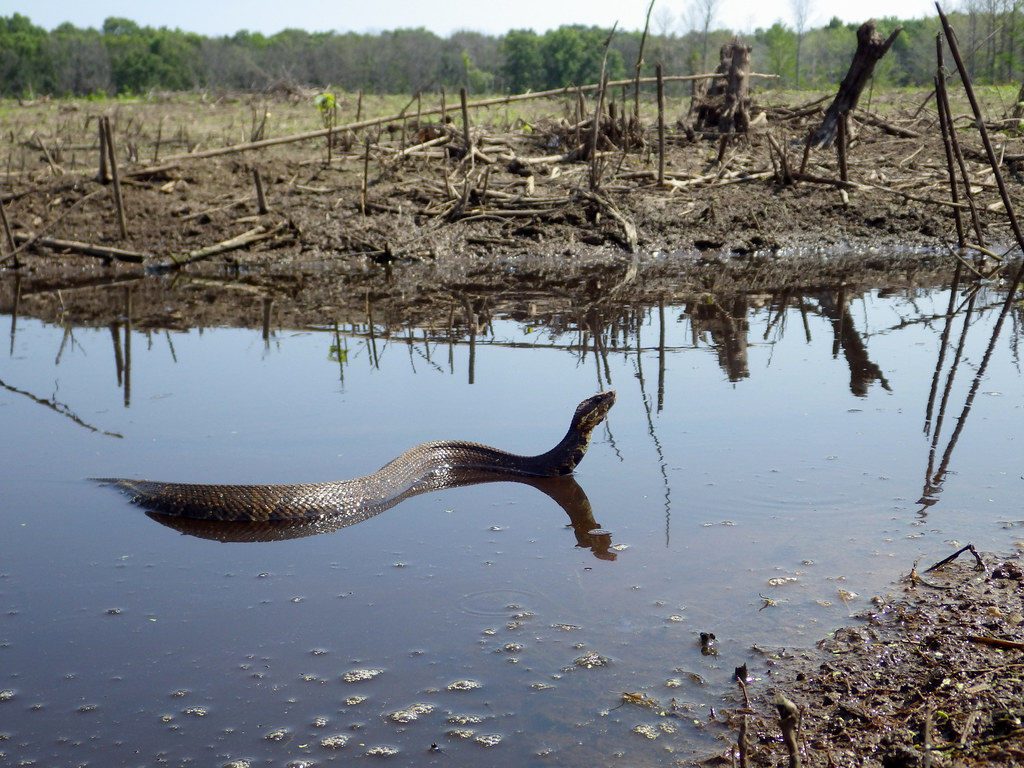Western Cottonmouth Grassy Lake, Faulkner County, Arkansas… Flickr