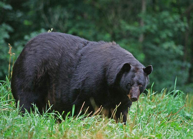 Huge Male Black Bear Funny Story I photographed this