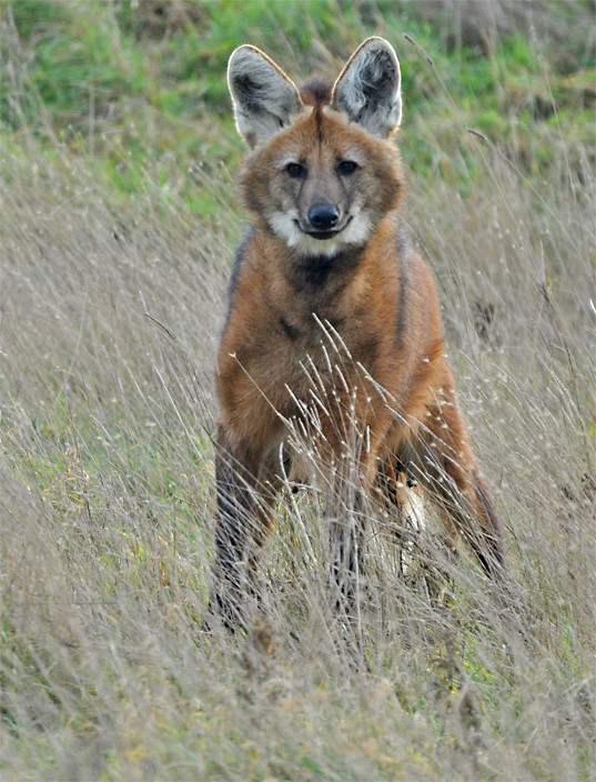 Stilt fox The fox on stilts, better known at the Maned wol… Flickr