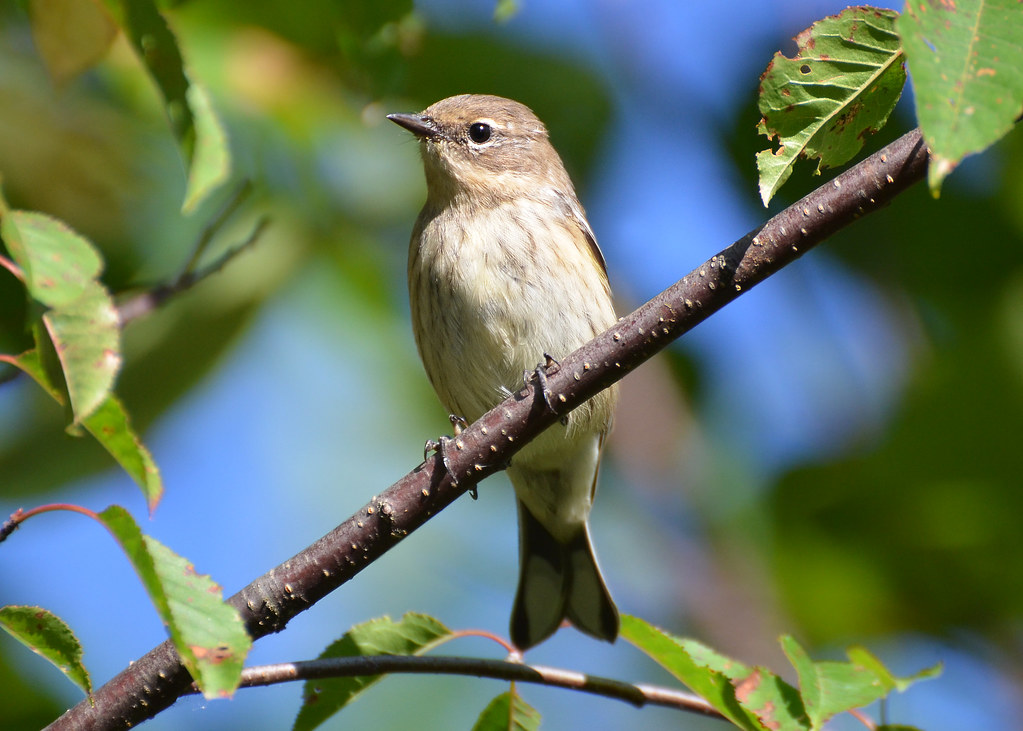 YellowRumped Warbler Juvenile Yellow Rumped Warbler Oak… Flickr