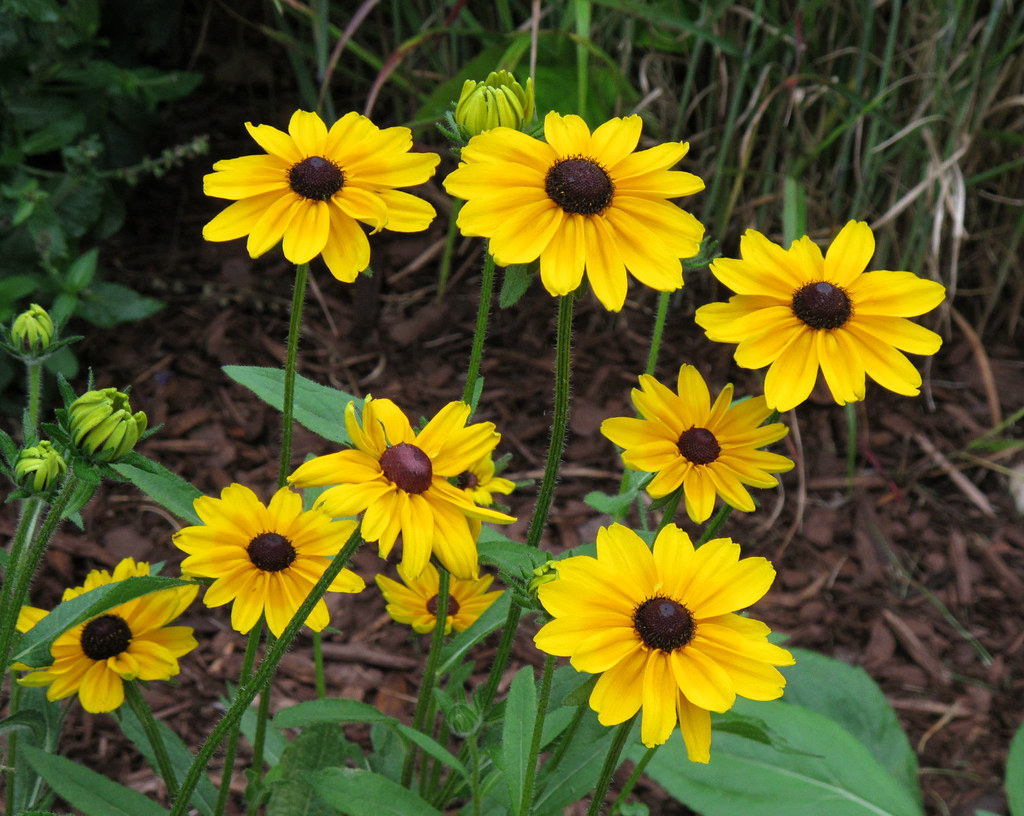 Kentlands, Flowers IMG_6340 Kentlands photowalk, Gaithersb… Flickr