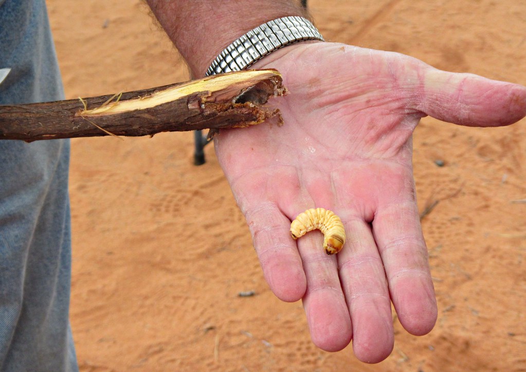 Witchetty grub Grubs are large, white woodeating larvae o… Flickr