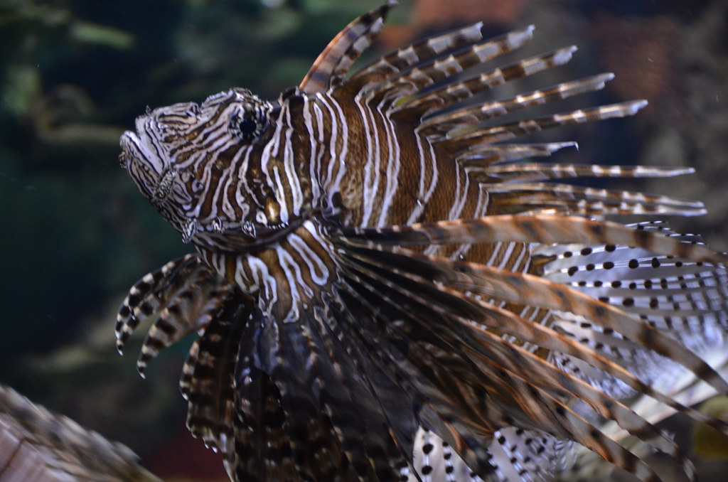 Lion Fish Here is a beautiful but deadly Lionfish. It's