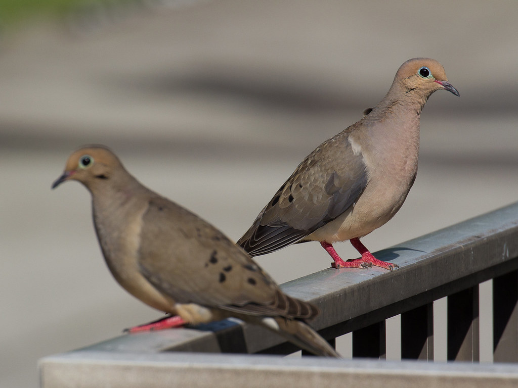 Coobird Convention A couple Mourning Doves for your amuse… Mike