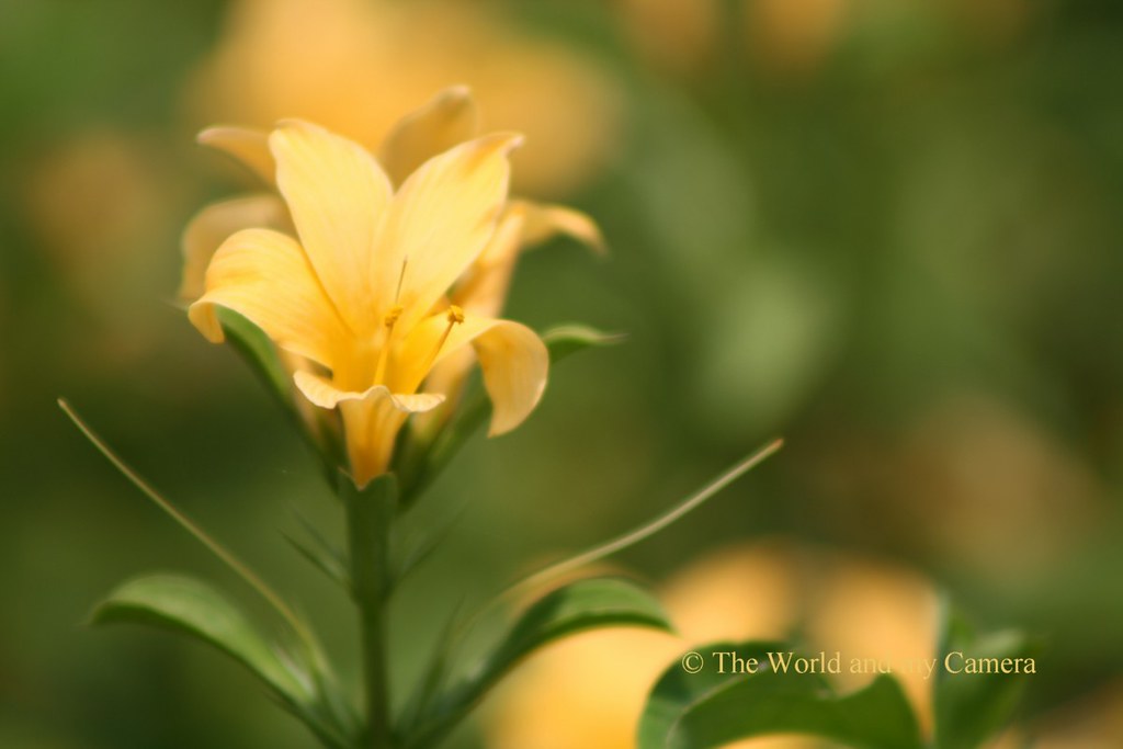  Colours Kanakambaram flower (Best view in large) For m… Flickr
