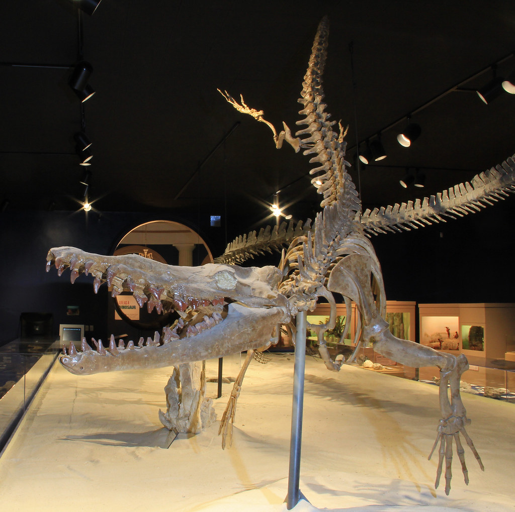 vogtlensis (cast), Southern Museum, G… Flickr
