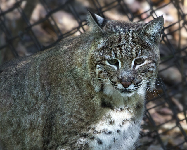Bobcat Virginia Living Museum Va. Newport News bob cat Flickr