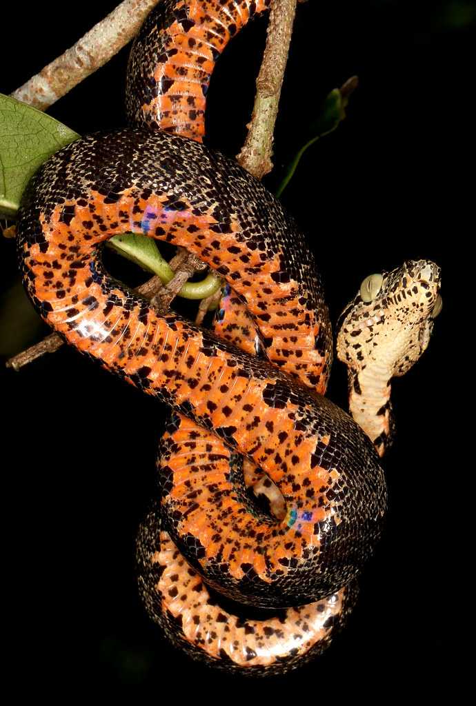 Amazon Tree Boa (Corallus hortulanus) Garden Phase Flickr