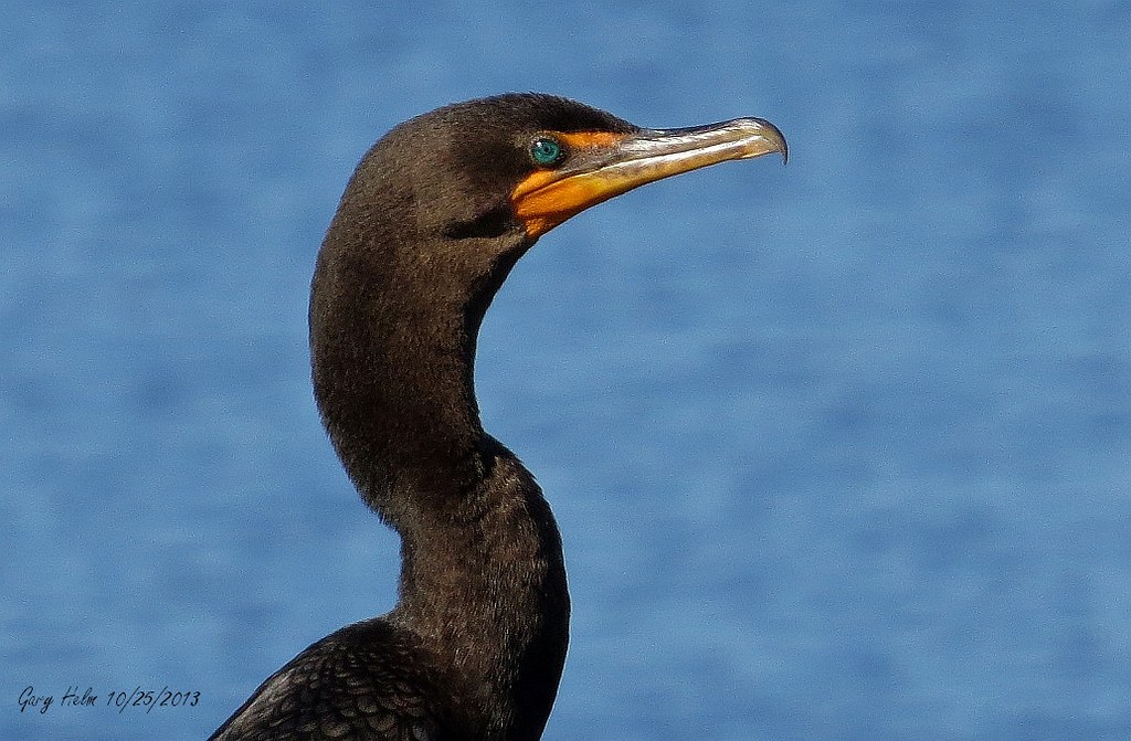 They Call Me "Old Blue Eyes" The Doublecrested Cormorant … Flickr