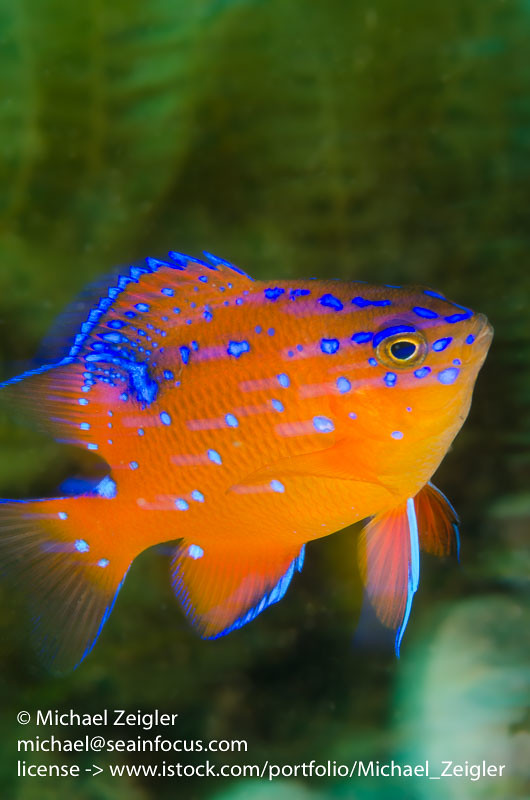 Juvenile Garibaldi Michael Zeigler Flickr
