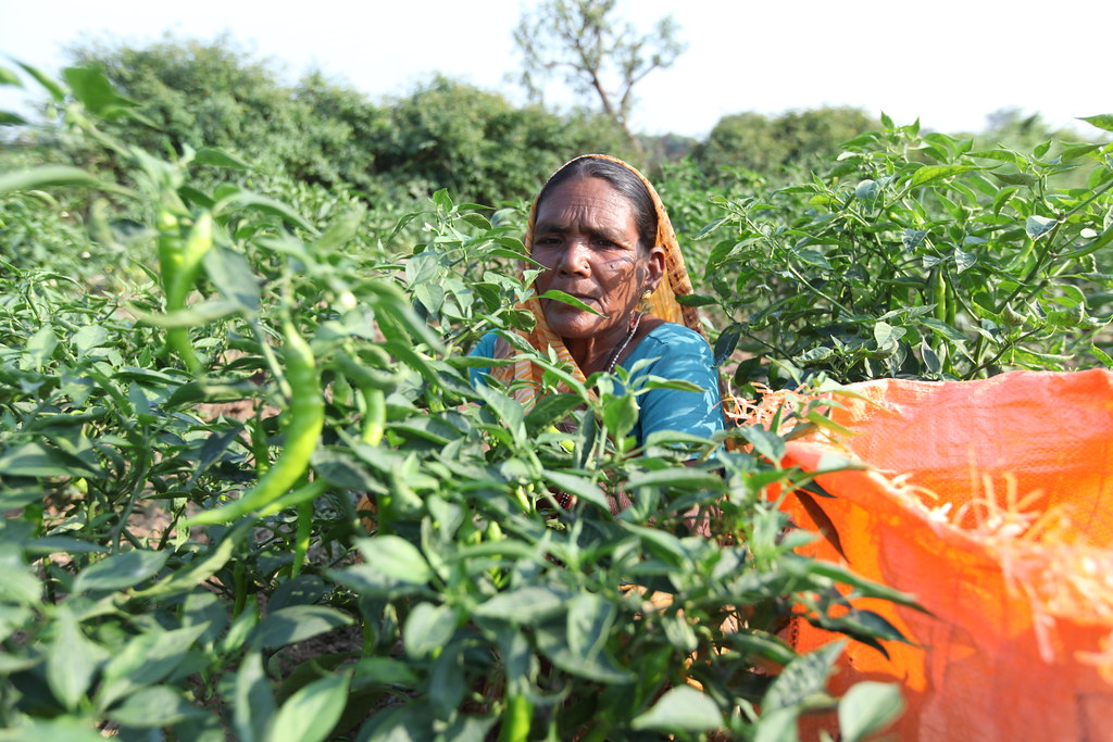 A farmer in a chilli farm, Gujarat, India. Photo by Sree K… Flickr