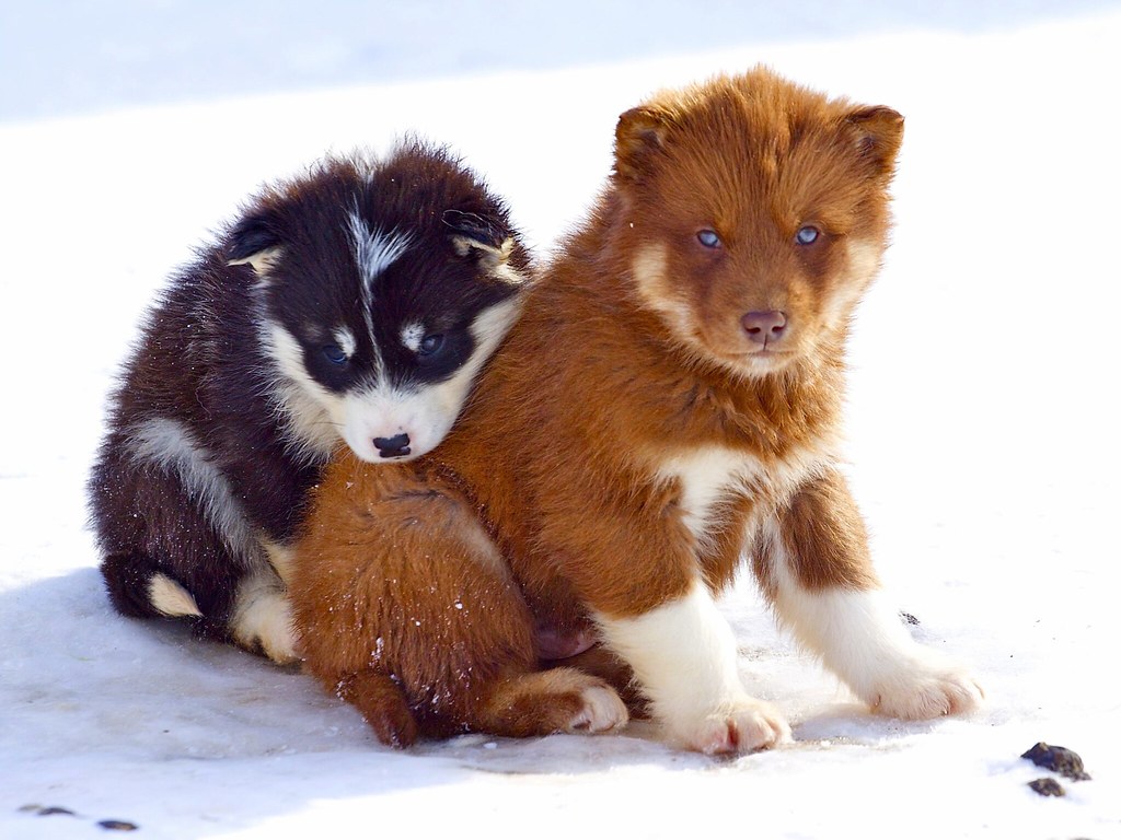 Greenland husky colorful puppies Photo by Magssannguaq Quj… Flickr