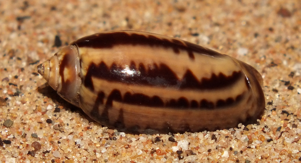 Olive snail (Oliva (Oliva) tigridella) Size approx 15mm. S… Flickr
