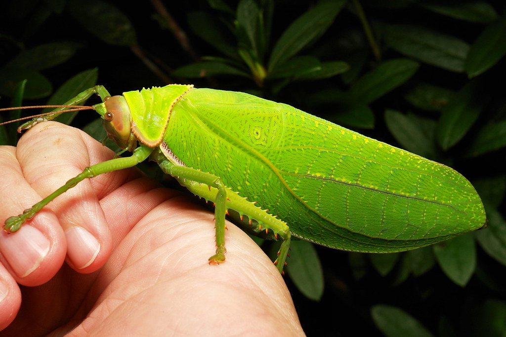Giant False Leaf Katydid (Pseudophyllus titan, Pseudophyll… Flickr