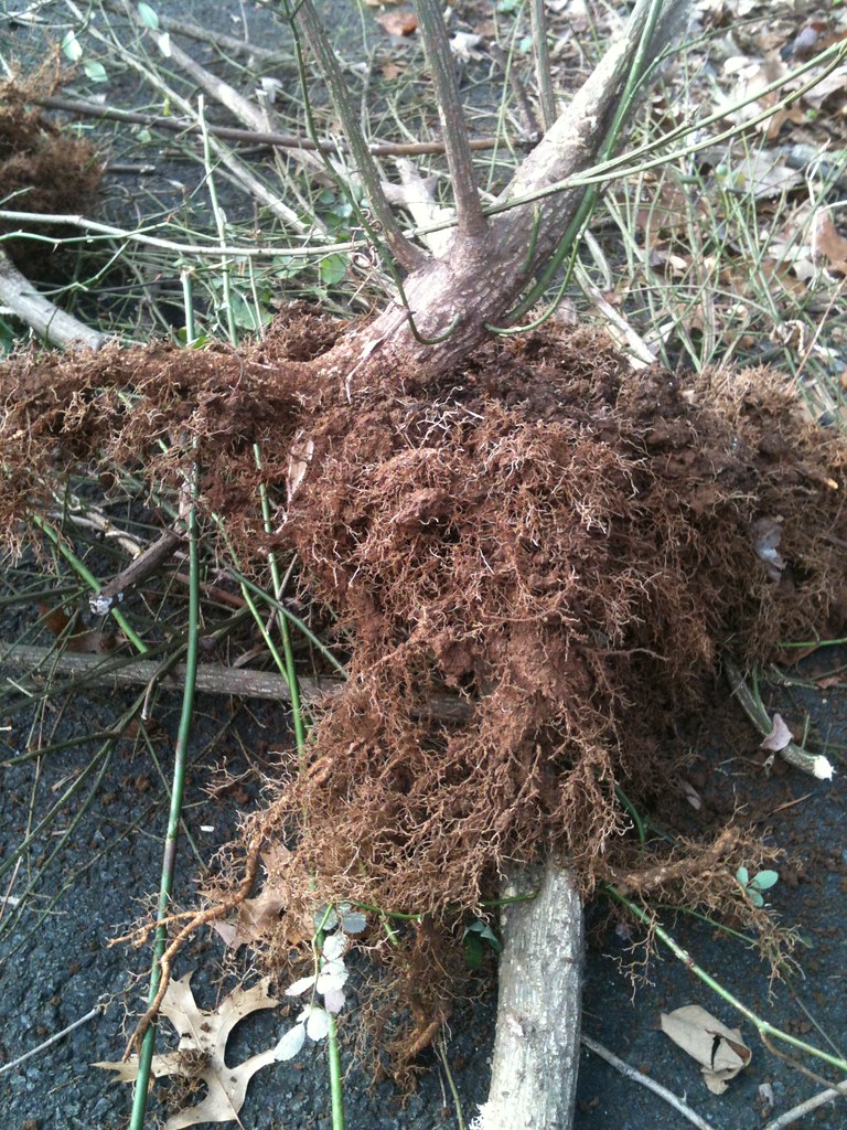 Root system of Winged Euonymus (Euonymus alatus), aka Burn… Flickr