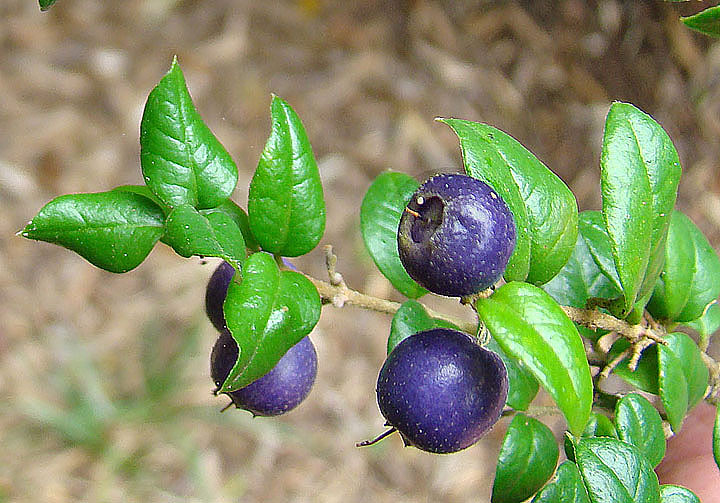 Rhaphithamnus spinosus A species with blue fruit, known is… Flickr
