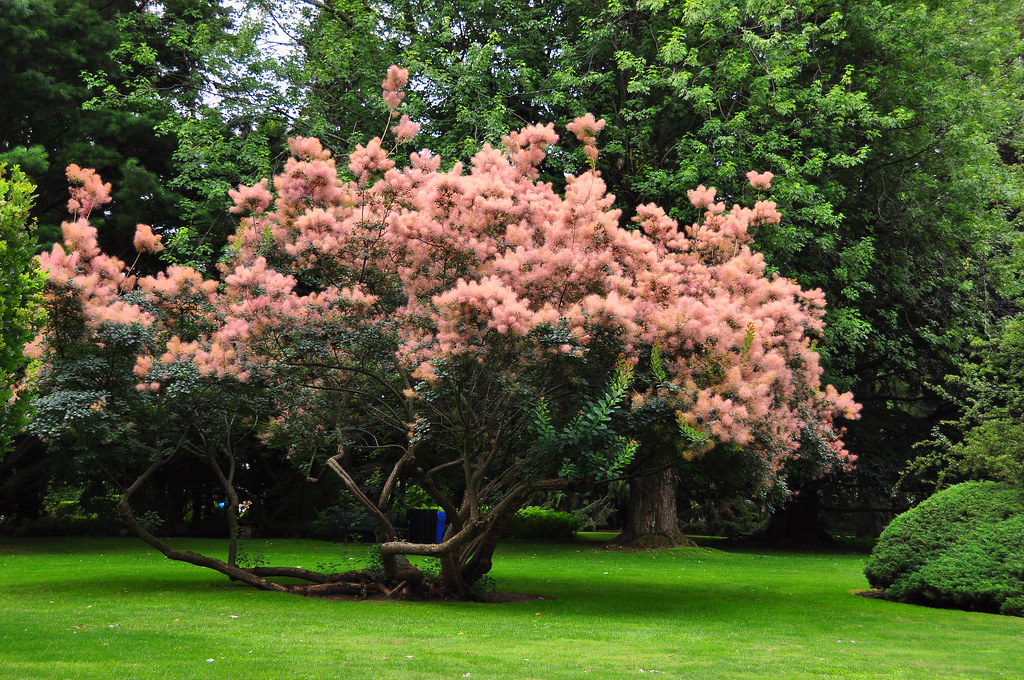Pink fluffy flower tree jeanL140 Flickr