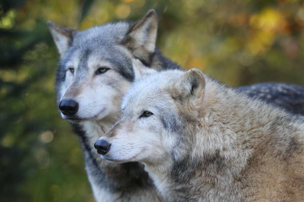 Grey wolves These photos were taken one week before five o… Flickr