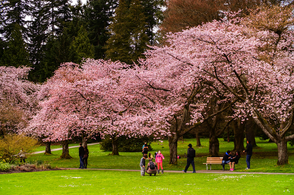 Cherry Blossoms in Vancouver Stanley Park Stanley Park is … Flickr