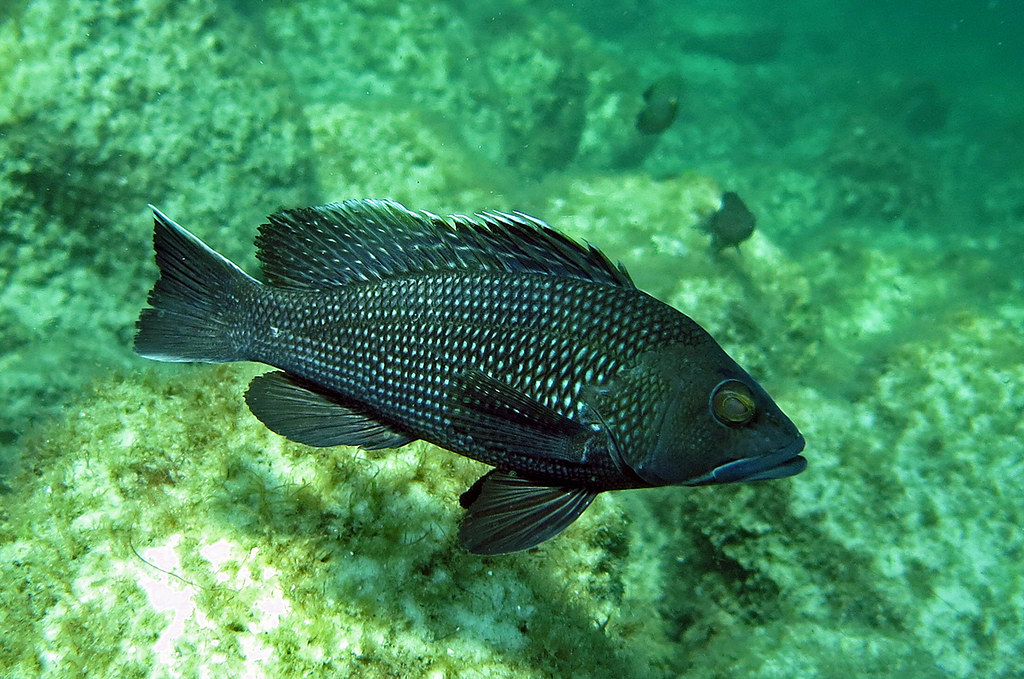 Black sea bass, Destin, Florida Destin, Florida. These fis… Flickr