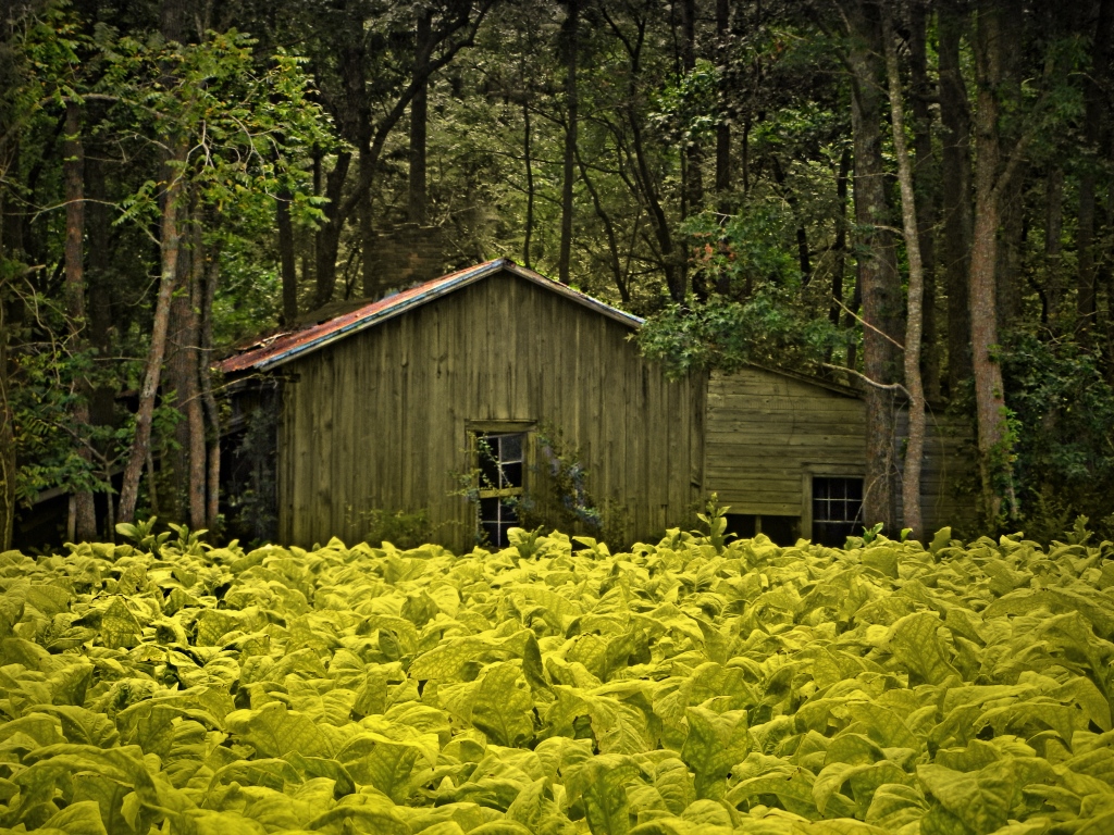Bright Tobacco and the Old Sharecropper House in the Dark … Flickr