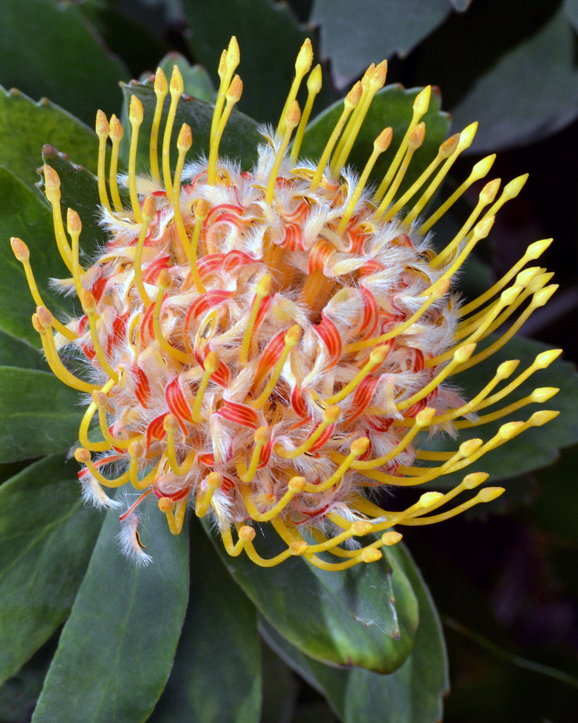 Aussie bloom A Protea flower, native to Australia, makes a… Flickr