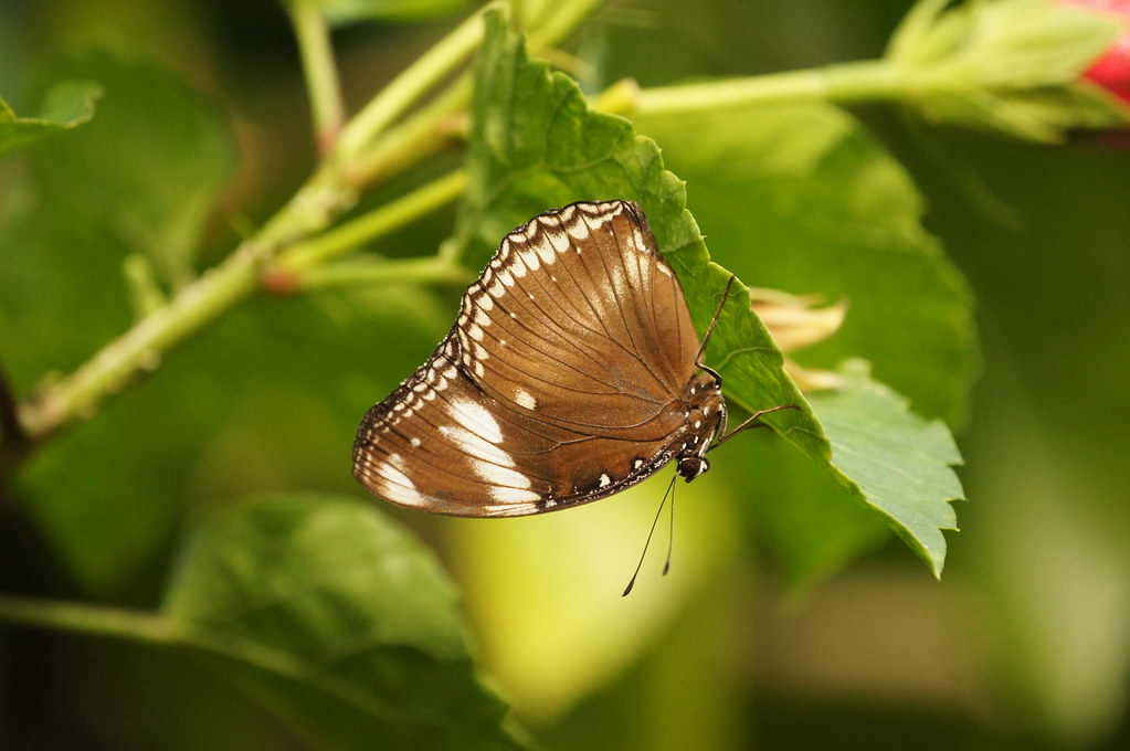 The Victoria Butterfly Garden The Victoria Butterfly Garde… Flickr