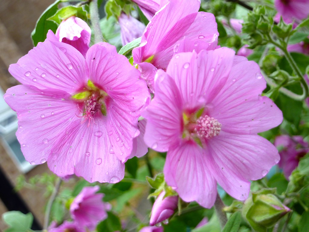 Center of two crying flowers accross my entrance today (ou… Flickr