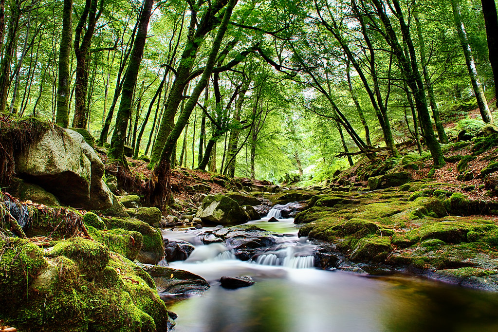 mystic forest wicklow mountains, Ireland Sigita JP Flickr