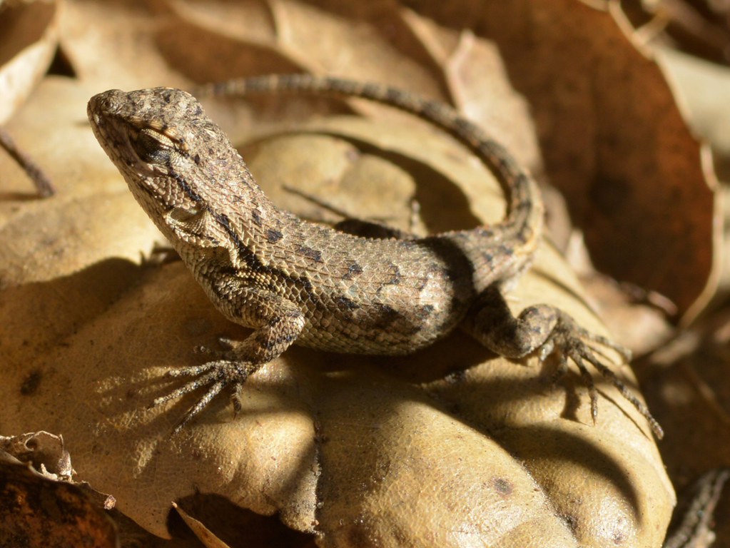 Bluebelly Lizard aka Western Fence Lizard (Sceloporus occ… Flickr