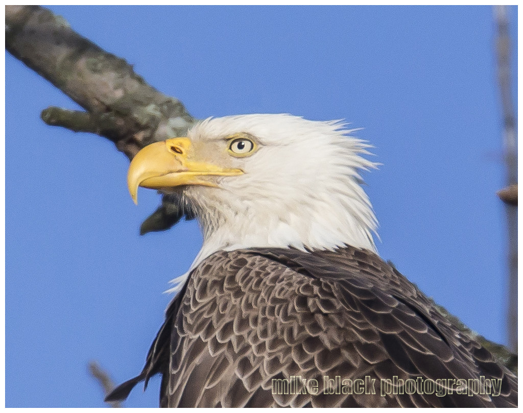 Bald Eagle New Jersey shore 2014 Mike Black Flickr