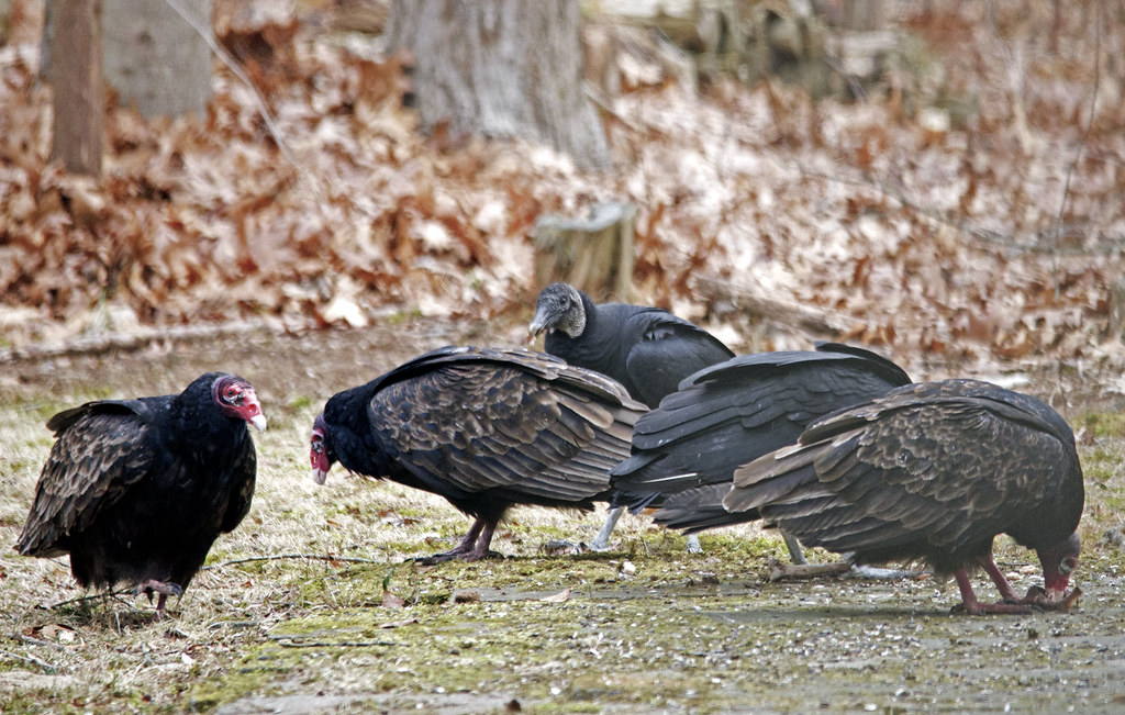 Turkey vs Vulture Two Black Vultures and three Turkey Vult… Flickr