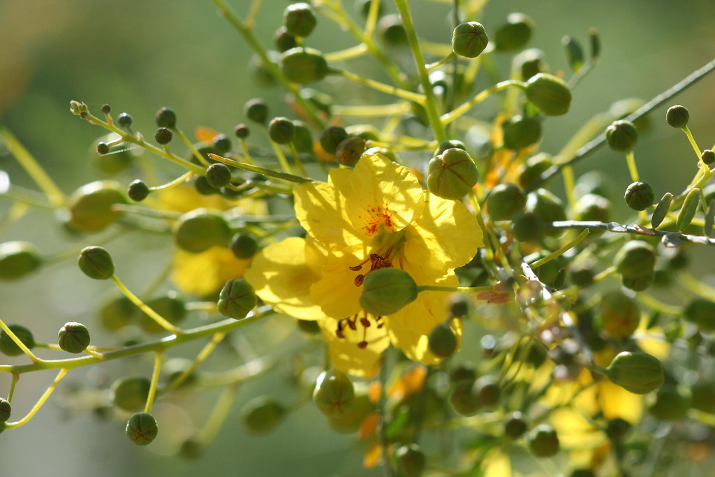 Palo Verde Flowers ArizonaSonora Desert Museum. Tucson, A… Lars