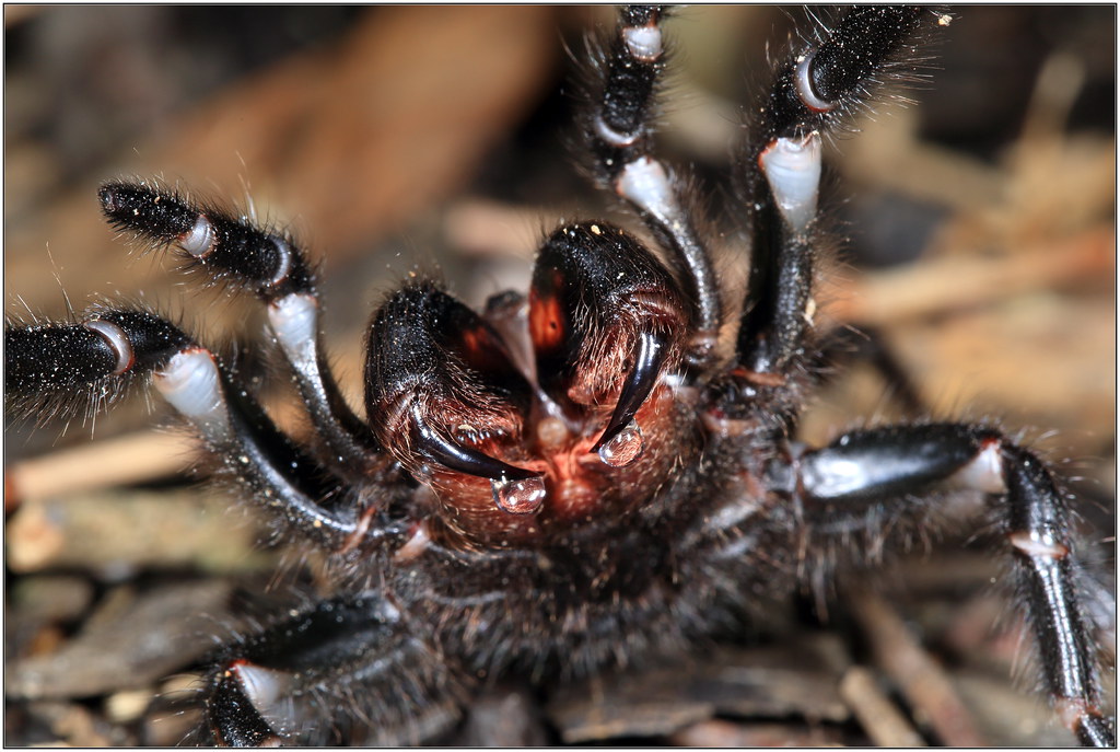 Sydney funnelweb spider atrax robustus canon 5d mark ii… Flickr