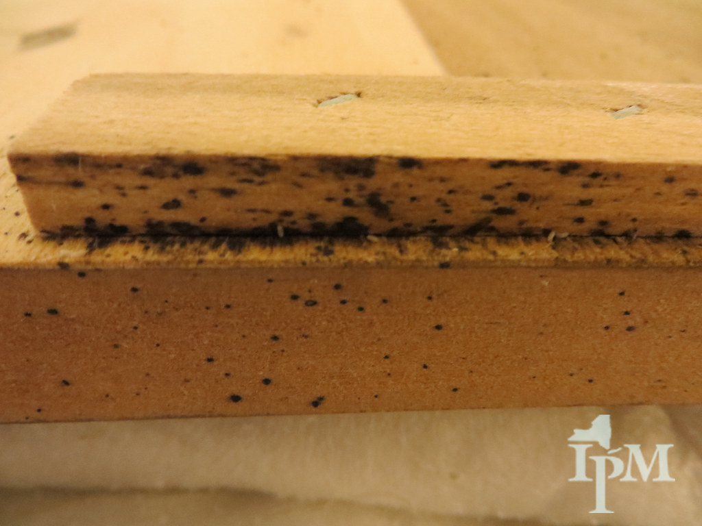 Bed Bug Evidence After feeding on blood, bed bugs retreat … Flickr