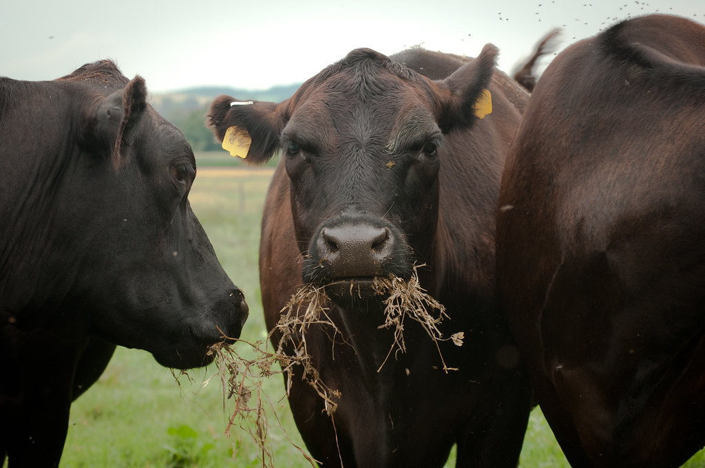 20130712AMSLSC0415 Black Angus cows and calves graze or… Flickr