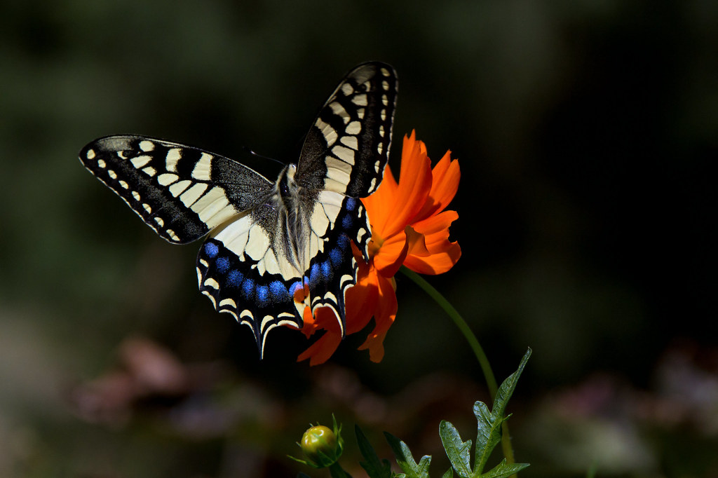 Butterfly Landing Touchdown Dave Walker Flickr