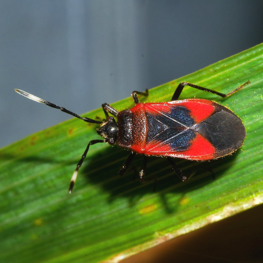 Black and red bug Delacampius sp Largidae Hemiptera Airlie… Flickr
