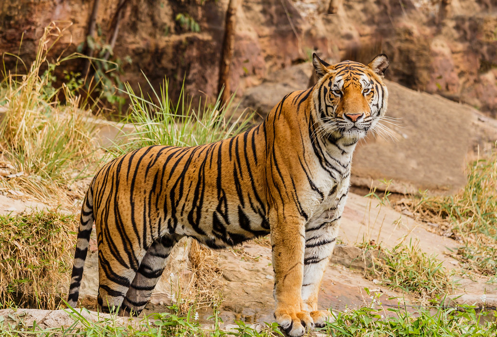 An Indian tiger in the wild. Royal, Bengal tiger An Indian… Flickr
