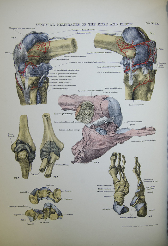 Synovial membranes of the knee and elbow Colour