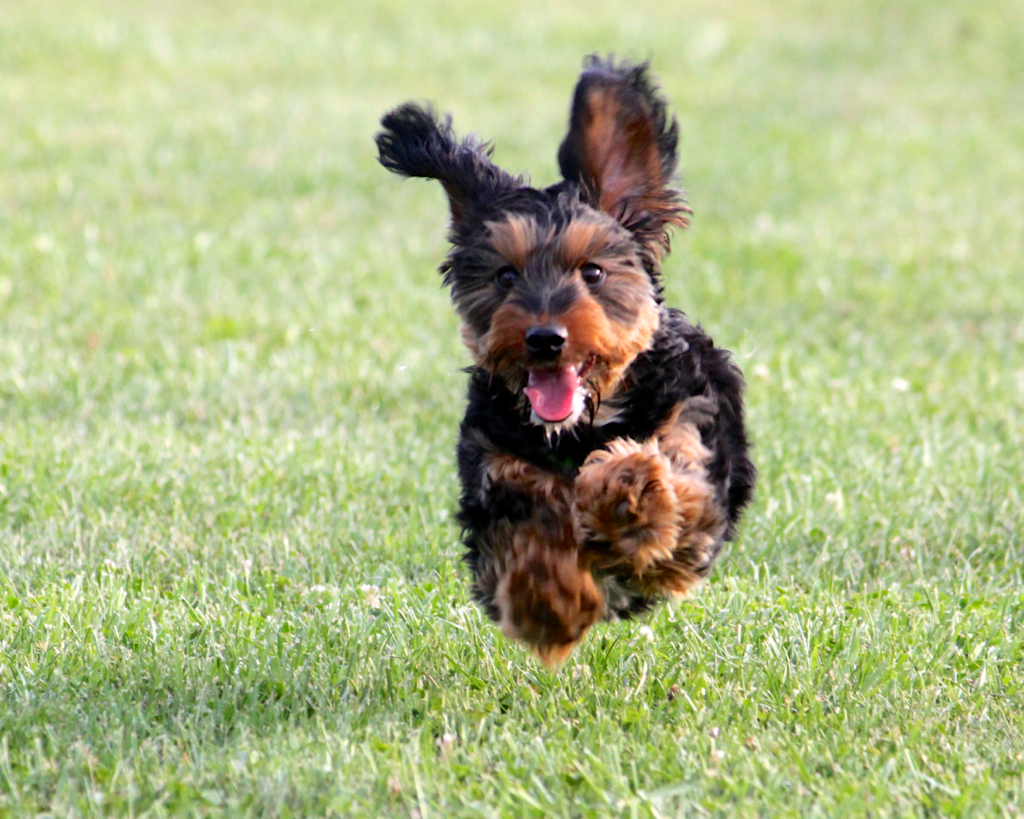 Meet Cooper, the Dachshund / Yorkie Puppy! Lower Allen