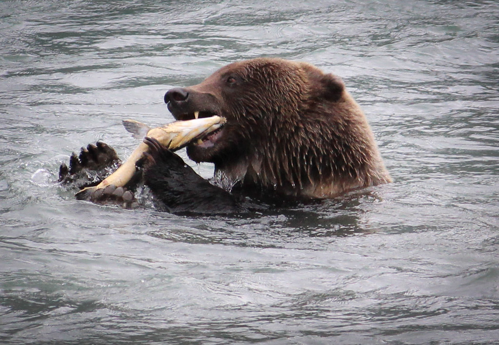 Bear Hug Bear showing its strength holding steady with o… Flickr