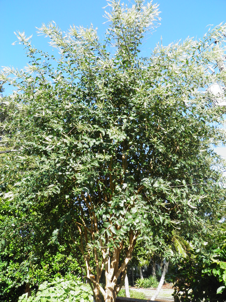 A very fragrant Sweet Almond Bush in full bloom Selby Bota… Flickr